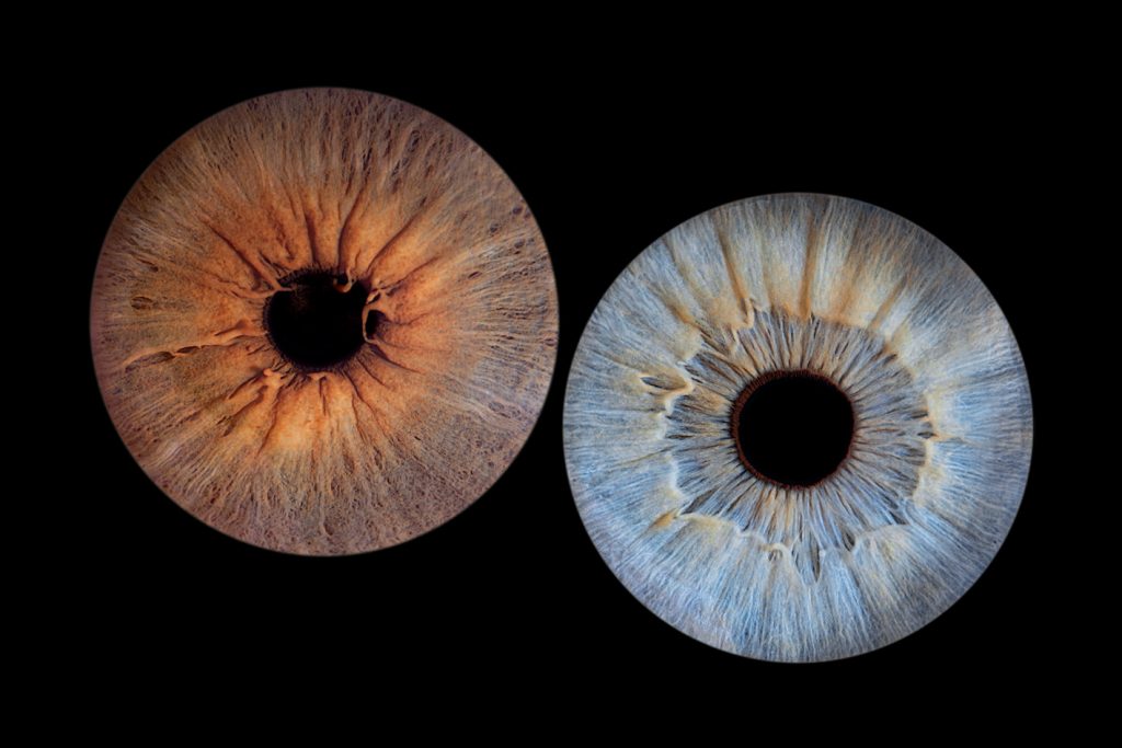 photo d'iris dans le 66