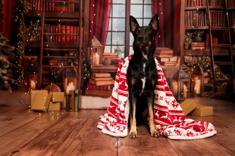 photo-de-chien-perpignan-66