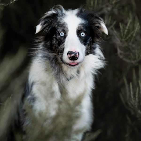 portrait_border_collie